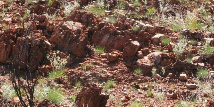 Metalicity Hits More Excellent Near Surface High-Grade Gold At Kookynie