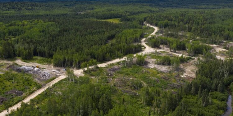 Great Bear Achieves 97% Gold Recoveries At Dixie Project