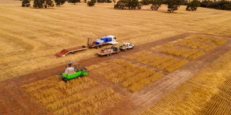 Lithium Australia Harvests First Battery Material Fertilised Wheat Crop