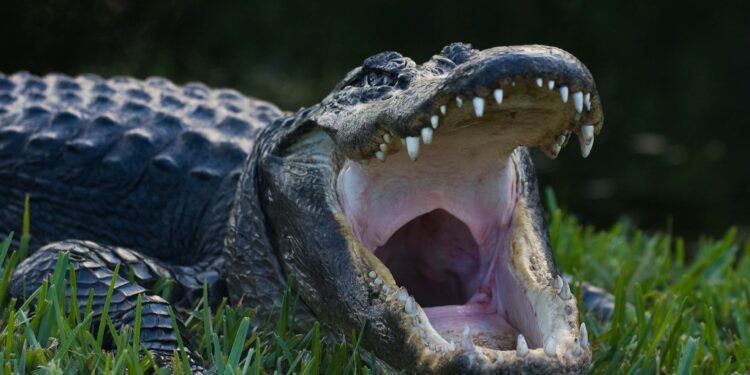 Alligator Takes Larger Bite Of Big Lake Uranium Project