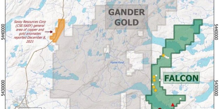 Falcon Gold Receives Gander North Surface Sampling Results