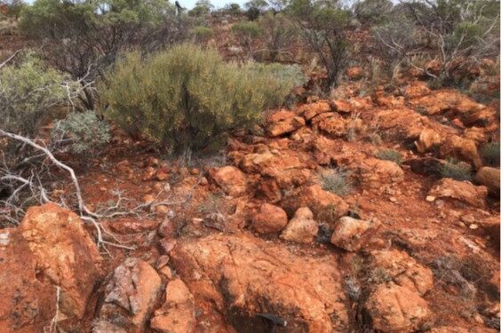 St George Mining Unveils Significant Mt Alexander Lithium Potential