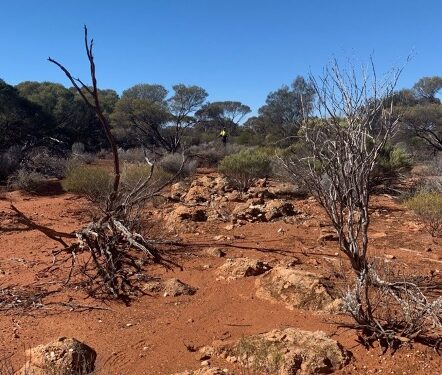 Forrestania Identifies New Pegmatites at Eastern Goldfields