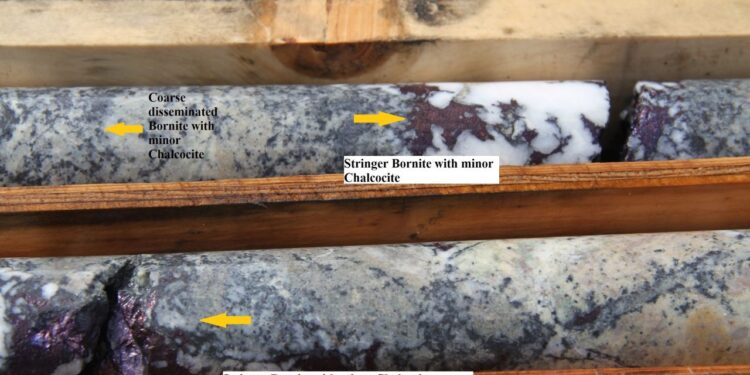 From 15m downhole on DDH-NB-23-02 showing intense alteration with both coarse disseminated and stringer bornite as well as minor identified chalcocite. The bornite is readily identified due to its violet colour while the chalcocite appears as dull black along dendritic patterns. (Credit: Decade Resources Ltd.)